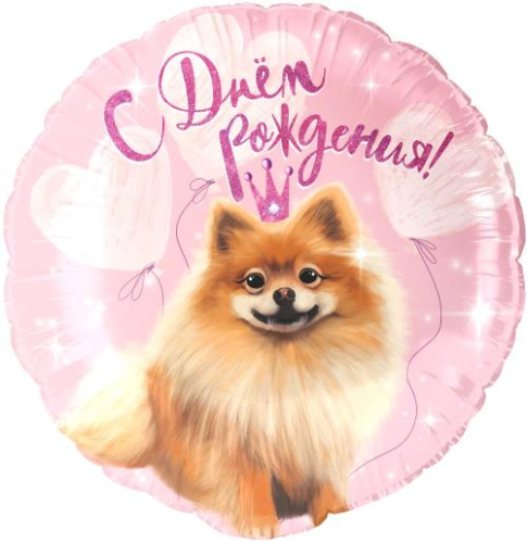 18К С Днем Рождения! (шпиц)